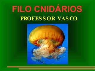 FILO CNIDÁRIOS   PROFESSOR VASCO 
