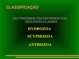CLASSIFICAÇÃO OS CNIDÁRIOS SÃO DIVIDIDOS NAS SEGUINTES CLASSES: HYDROZOA  SCYPHOZOA ANTHOZOA 
