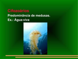 Cifozoários Predominância de medusas.  Ex.: Água-viva 