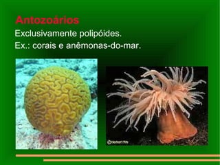 Antozoários Exclusivamente polipóides.  Ex.: corais e anêmonas-do-mar. 
