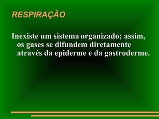 RESPIRAÇÃO Inexiste um sistema organizado; assim, os gases se difundem diretamente através da epiderme e da gastroderme. 