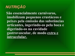 NUTRIÇÃO São essencialmente carnívoros, imobilizam pequenos crustáceos e peixes pela emissão das substâncias urticantes, ingerindo-os pela boca e digerindo-os na cavidade gastrovascular, de modo  extra e intracelular. 