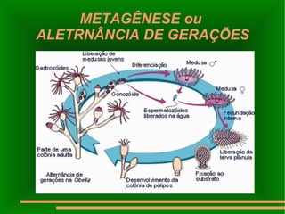 METAGÊNESE ou  ALETRNÂNCIA DE GERAÇÕES 