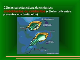 Células características do cnidários: cnidoblastos ou cnidócitos  (células urticantes presentes nos tentáculos). 