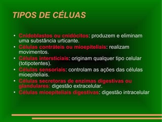 TIPOS DE CÉLUAS Cnidoblastos ou cnidócitos : produzem e eliminam uma substância urticante. Células contráteis ou mioepiteliais : realizam movimentos. Células intersticiais : originam qualquer tipo celular (totipotentes). Células sensoriais : controlam as ações das células mioepiteliais. Células secretoras de enzimas digestivas ou glandulares:  digestão extracelular. Células mioepiteliais digestivas : digestão intracelular 