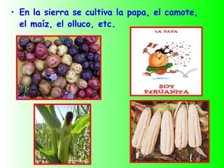 • En la sierra se cultiva la papa, el camote,
  el maíz, el olluco, etc.
 