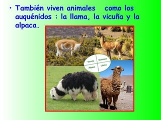 • También viven animales como los
  auquénidos : la llama, la vicuña y la
  alpaca.
 