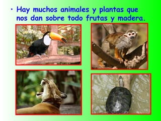 • Hay muchos animales y plantas que
  nos dan sobre todo frutas y madera.
 