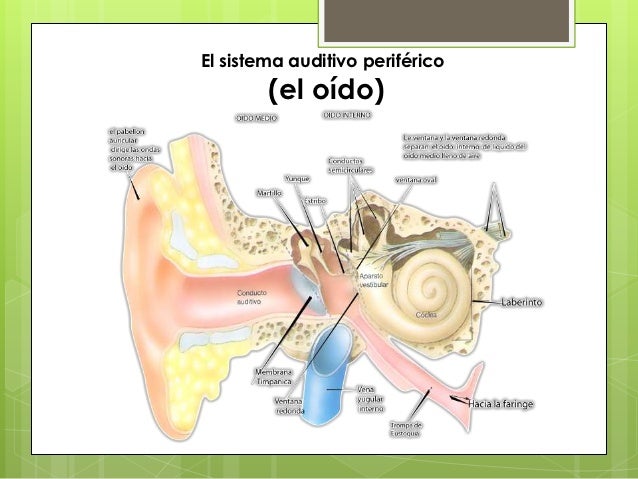 Este es sistema auditivo