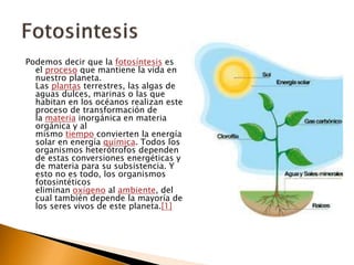 Podemos decir que la fotosíntesis es
el proceso que mantiene la vida en
nuestro planeta.
Las plantas terrestres, las algas de
aguas dulces, marinas o las que
habitan en los océanos realizan este
proceso de transformación de
la materia inorgánica en materia
orgánica y al
mismo tiempo convierten la energía
solar en energía química. Todos los
organismos heterótrofos dependen
de estas conversiones energéticas y
de materia para su subsistencia. Y
esto no es todo, los organismos
fotosintéticos
eliminan oxígeno al ambiente, del
cual también depende la mayoría de
los seres vivos de este planeta.[1]
 