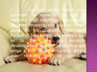 1.
Lo que debes hacer para
controlar la situación es que tu
mascota haga muchísimo ejercicio, y
de esta manera evitarás la mayor
parte de los disgustos, ¿por qué?
Porque él ha agotado esa energía que
es lo que hace que necesite
desahogarse y morder los objetos que
tenga a tiro. De esta manera, estará
más relajado por el ejercicio.

 