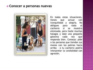  Conocer

a personas nuevas
En todas estas situaciones,
tienes
que
actuar
con
tranquilidad y alegría. No
obligues
para
nada
al
cachorro si
se
muestra
estresado, pero hazle muchos
halagos y dale una pequeña
golosina
cada
vez
que
responda bien. Consejo: pide
a las personas que tiendan sus
manos con las palmas hacia
arriba – o tu cachorro podría
interpretar la cordialidad con
agresión.

 