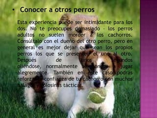 • Conocer a otros perros
Esta experiencia puede ser intimidante para los
dos. No te preocupes demasiado – los perros
adultos no suelen morder a los cachorros.
Consúltalo con el dueño del otro perro, pero en
general es mejor dejar que sean los propios
perros los que se presenten el uno al otro.
Después
de
unos
segundos
oliéndose, normalmente se pongan a jugar
alegremente. También en este caso podrás
reforzar la confianza de tu cachorro con muchos
halagos y golosinas tácticas.

 