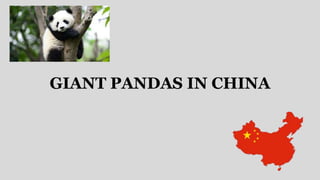 GIANT PANDAS IN CHINA
 