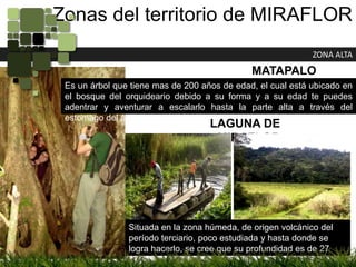 Zonas del territorio de MIRAFLORZONA ALTAMATAPALOEs un árbol que tiene mas de 200 años de edad, el cual está ubicado en el bosque del orquideario debido a su forma y a su edad te puedes adentrar y aventurar a escalarlo hasta la parte alta a través del estomago del árbol, el cual está totalmente vació en su interior.LAGUNA DE MIRAFLORZON ALTASituada en la zona húmeda, de origen volcánico del período terciario, poco estudiada y hasta donde se logra hacerlo, se cree que su profundidad es de 27 metros.