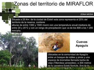Zonas del territorio de MIRAFLORZONA MEDIASituada a 25 Km. de la ciudad de Estelí esta zona representa el 25% del territorio de la reserva, contienealturas de entre 1300 y 1500 msnm con una temperatura anual mediana de entre 20 y 25°C y con un rango de precipitación que va de los 800 a los 1 200 mm/año.En ella podemos encontrar una diversidad de especies de bosques, desde un bosque tropical hasta un bosque de galería, bosques mixtos de robles y pino.Cuevas ApaguisUbicadas en la comunidad de Apagüís entre un bosque de robles y pinos y una especie de bromelias llamada barba de viejo (Tillandsia usneoides), a 300 metrosde la carretera Estelí Sontule, Son la de fabricación artificial como resultado de la extracción de jaspe.