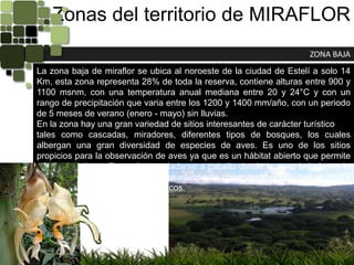 Zonas del territorio de MIRAFLORZONA BAJALa zona baja de miraflor se ubica al noroeste de la ciudad de Estelí a solo 14 Km, esta zona representa 28% de toda la reserva, contiene alturas entre 900 y 1100 msnm, con una temperatura anual mediana entre 20 y 24°C y con un rango de precipitación que varia entre los 1200 y 1400 mm/año, con un periodo de 5 meses de verano (enero - mayo) sin lluvias.En la zona hay una gran variedad de sitios interesantes de carácter turísticotales como cascadas, miradores, diferentes tipos de bosques, los cuales albergan una gran diversidad de especies de aves. Es uno de los sitios propicios para la observación de aves ya que es un hábitat abierto que permite mayor visibilidad. Es posible trasladarse a caballo desde la zona baja hasta la zona húmeda pasando por el clima intermedio observando diversidad de flora y fauna y otros atractivos eco turísticos.