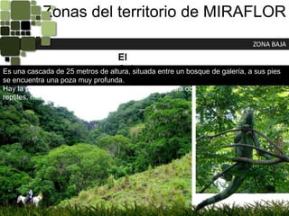 Zonas del territorio de MIRAFLORZONA BAJAEl CubanoEs una cascada de 25 metros de altura, situada entre un bosque de galería, a sus pies se encuentra una poza muy profunda.Hay la posibilidad de hacer un tour por la quebrada para observar los reptiles, mariposas y aves.