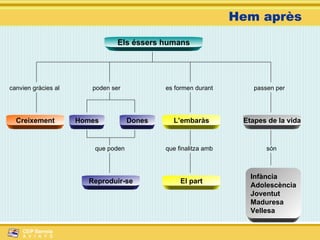 Hem après Els éssers humans canvien gràcies al que poden passen per es formen durant poden ser Creixement Homes Dones L’embaràs Etapes de la vida Reproduir-se que finalitza amb  El part són  Infància Adolescència Joventut Maduresa Vellesa 