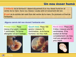 Un nou ésser humà L’embaràs  és la formació i desenvolupament d’un nou ésser humà en el ventre de la mare. Dura nou mesos i acaba amb el naixement del nen. El part  és la sortida del nadó fora del ventre de la mare. Es produeix al final de l’embaràs. Alguns canvis del nen durant l’embaràs són: Primer mes:  Pesa menys d’un gram i mesura 1 centímetre. Té forma allargada i el cor li batega. Quart mes:  Pesa 150 grams i mesura 16 centímetres. Ja té forma humana i es mou molt.. Nové mes:  Pesa uns 3 kilos i mesura uns 50 centímetres. S’ha acabat de formar completament i es mou molt poc perquè no té prou espai. 