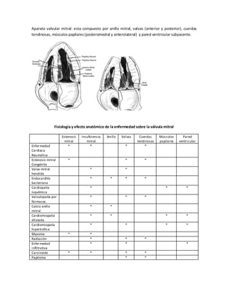 Aparato valvular mitral: esta compuesto por anillo mitral, valvas (anterior y posterior), cuerdas
tendinosas, músculos papilares (posteromedial y anterolateral) y pared ventricular subyacente.

Fisiología y efecto anatómico de la enfermedad sobre la válvula mitral

Enfer medad
Cardiaca
Reumática
Estenosis mitral
Congénita
Valva mitral
hendida
Endocarditis
bacteriana
Cardiopatía
isquémica
Valvulopatía por
fármacos
Calcio anillo
mitral
Cardiomiopatía
dilatada
Cardiomiopatía
hipertrófica
Myxoma
Radiación
Enfer medad
infiltrativa
Carcinoide
Papiloma

Estenosis
mitral
*

Insuficiencia
mitral
*

Anillo

*

*

*

*

*

*

*

*

*

*

*

*

*

*

*

*

*

*

*

*

Pared
ventricular

*

*

*

Músculos
papilares

*

*

Cuerdas
tendinosas
*

*

*

Valvas

*

*
*
*

*
*

*

*
*

*
*

*

*

 