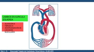 CAMBIOS EN AURICULA
IZQUIERDA
• DILATACIÓN AI
• FIBROSIS AI
• DESORGANIZACIÓN DE
LOA HACES
MUSCULARES
Man L. D. Braunwald Tratado de Cardiologia 10ma Edicion ELSEVIER
 