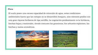 Flora
El suelo posee una escasa capacidad de retención de agua, estas condiciones
ambientales hacen que las estepas no se desarrollen bosques, sino extensos prados con
una gran riqueza herbácea de tipo xerófilo. La vegetación predominante es la herbácea,
hierbas bajas y matorrales, siendo comunes las gramíneas, los arbustos espinosos, las
hierbas y matas aromáticas.
 