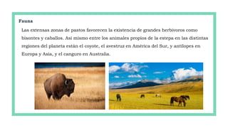 Fauna
Las extensas zonas de pastos favorecen la existencia de grandes herbívoros como
bisontes y caballos. Así mismo entre los animales propios de la estepa en las distintas
regiones del planeta están el coyote, el avestruz en América del Sur, y antílopes en
Europa y Asia, y el canguro en Australia.
 