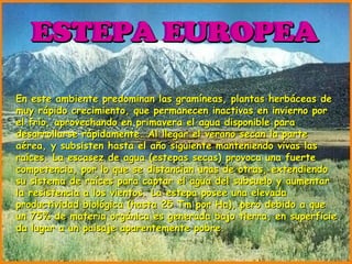 ESTEPA EUROPEA ESTEPA EUROPEA En este ambiente predominan las gramíneas, plantas herbáceas de muy rápido crecimiento, que permanecen inactivas en invierno por el frío, aprovechando en primavera el agua disponible para desarrollarse rápidamente. Al llegar el verano secan la parte aérea, y subsisten hasta el año siguiente manteniendo vivas las raíces. La escasez de agua (estepas secas) provoca una fuerte competencia, por lo que se distancian unas de otras, extendiendo su sistema de raíces para captar el agua del subsuelo y aumentar la resistencia a los vientos. La estepa posee una elevada productividad biológica (hasta 25 Tm por Ha), pero debido a que un 75% de materia orgánica es generada bajo tierra, en superficie da lugar a un paisaje aparentemente pobre. 