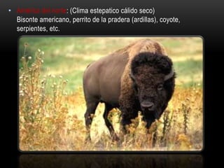 • América del norte: (Clima estepatico cálido seco)
Bisonte americano, perrito de la pradera (ardillas), coyote,
serpientes, etc.
 