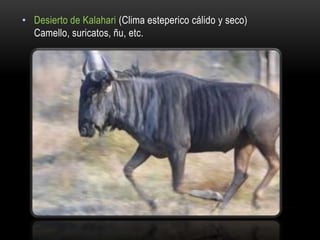 • Desierto de Kalahari (Clima esteperico cálido y seco)
Camello, suricatos, ñu, etc.
 