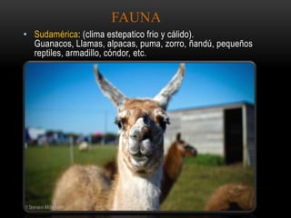 FAUNA
• Sudamérica: (clima estepatico frio y cálido).
Guanacos, Llamas, alpacas, puma, zorro, ñandú, pequeños
reptiles, armadillo, cóndor, etc.
 
