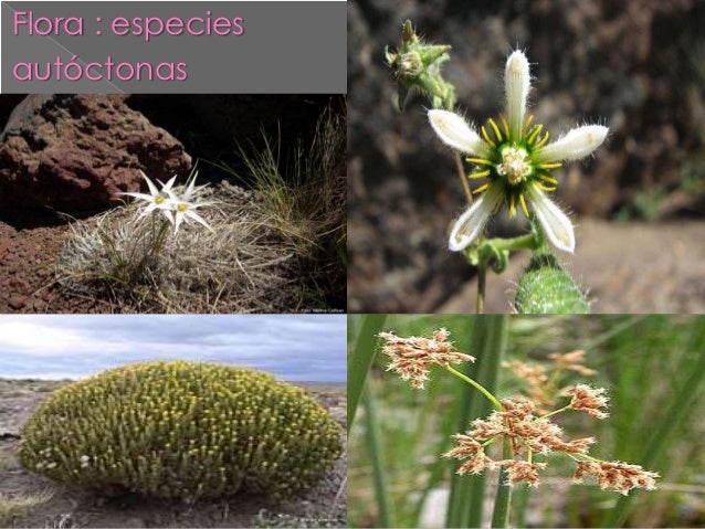 Estepa patagónica powerpoint