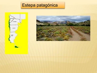 Estepa patagónica 
 