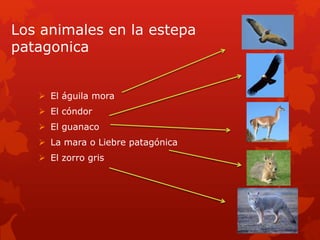 Los animales en la estepa 
patagonica 
 El águila mora 
 El cóndor 
 El guanaco 
 La mara o Liebre patagónica 
 El zorro gris 
 