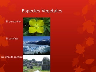 Especies Vegetales
El duraznillo:
El calafate:
La leña de piedra:
