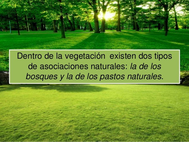 Resultado de imagen para imagenes de bosques de panama y pastos naturales de panama