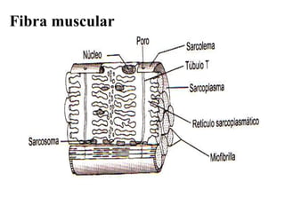 Fibra muscular 