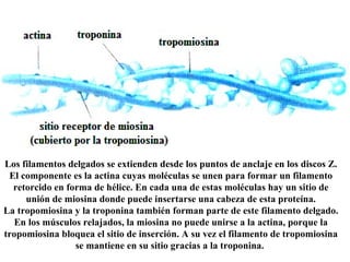 Los filamentos delgados se extienden desde los puntos de anclaje en los discos Z. El componente es la actina cuyas moléculas se unen para formar un filamento retorcido en forma de hélice. En cada una de estas moléculas hay un sitio de unión de miosina donde puede insertarse una cabeza de esta proteína. La tropomiosina y la troponina también forman parte de este filamento delgado. En los músculos relajados, la miosina no puede unirse a la actina, porque la tropomiosina bloquea el sitio de inserción. A su vez el filamento de tropomiosina se mantiene en su sitio gracias a la troponina.  