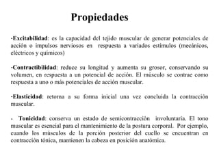 Excitabilidad : es la capacidad del tejido muscular de generar potenciales de acción o impulsos nerviosos en  respuesta a variados estímulos (mecánicos, eléctricos y químicos) Contractibilidad : reduce su longitud y aumenta su grosor, conservando su volumen, en respuesta a un potencial de acción. El músculo se contrae como respuesta a uno o más potenciales de acción muscular. Elasticidad : retorna a su forma inicial una vez concluida la contracción muscular. -  Tonicidad : conserva un estado de semicontracción  involuntaria. El tono muscular es esencial para el mantenimiento de la postura corporal.  Por ejemplo, cuando los músculos de la porción posterior del cuello se encuentran en contracción tónica, mantienen la cabeza en posición anatómica.  Propiedades 