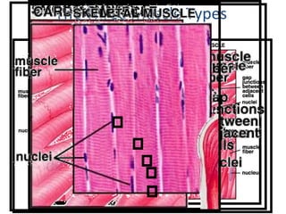 The Three Muscle Types 