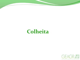 Colheita
 