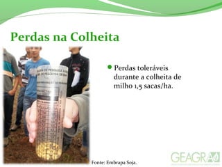 Perdas na Colheita
Perdas toleráveis
durante a colheita de
milho 1,5 sacas/ha.
Fonte: Embrapa Soja.
 