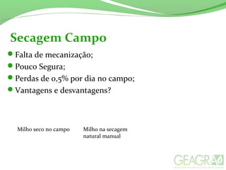 Secagem Campo
Falta de mecanização;
Pouco Segura;
Perdas de 0,5% por dia no campo;
Vantagens e desvantagens?
Milho seco no campo Milho na secagem
natural manual
 