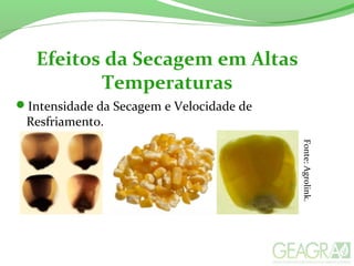 Efeitos da Secagem em Altas
Temperaturas
Intensidade da Secagem e Velocidade de
Resfriamento.
Fonte:Agrolink.
 