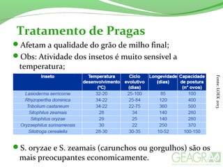 Afetam a qualidade do grão de milho final;
Obs: Atividade dos insetos é muito sensível a
temperatura;
S. oryzae e S. zeamais (carunchos ou gorgulhos) são os
mais preocupantes economicamente.
Tratamento de Pragas
Fonte:LOEK2013.
 