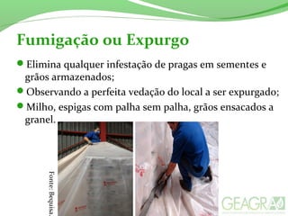 Fumigação ou Expurgo
Elimina qualquer infestação de pragas em sementes e
grãos armazenados;
Observando a perfeita vedação do local a ser expurgado;
Milho, espigas com palha sem palha, grãos ensacados a
granel.
Fonte:Bequisa.
 