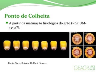 Ponto de Colheita
A partir da maturação fisiológica do grão (R6): UM-
33-34%;
Fonte: Steve Butzen, DuPont Pioneer.
 