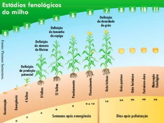 Fonte:PioneerSementes.
 