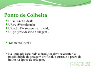 Ponto de Colheita
UR a 12-14%: ideal;
UR 15-18%: tolerada;
UR até 28%: secagem artificial;
UR 30-38%: destino a silagem .
 Momento ideal ?
Na umidade escolhida o produtor deve se atentar a
possibilidade de secagem artificial, o custo, e o preço do
milho na época de secagem.
 